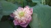 lotus, My Tho, mekong delta