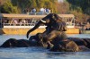 Chobe Day Trip, Victoria Falls, Chobe River