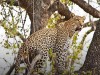 Leopard, Victoria Falls, Safari