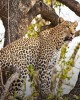 Safari in Victoria Falls
