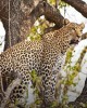 Safari in Botswana