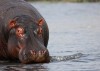Hippo, Botswana, Kasane