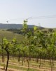 Journey to the Hunter Valley (wine tasting tour), tour 18 in Sydney, Australia