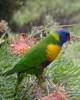 Exploring Ku-ring-gai Chase National Park bays by power boat, tour 10 in Sydney, Australia