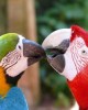 Bird Park Sanctuary in Iguassu Falls, Brazil