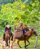 Mule - and Horsebackriding in Santo Domingo, Dominican Republic