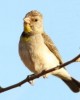 The Grand Tour to admire Abyssinia endemic birds in Addis Ababa, Ethiopia