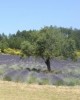 Hill top villages of Luberon in Avignon, France