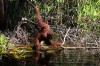 Orang Utan Tour at Tanjung Puting in Tangerang, Indonesia