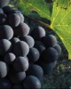 Wine tour in Chianti in Florence, Italy