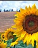Tuscany Wine Tour and Medieval Villages in Livorno, Italy