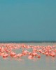 Ria Lagartos bird watching tour in Cancun, Mexico