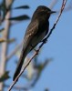 Birds of the Isthmus of Panama in Panama City, Panama