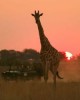 Safaris Tanzania bookings, discover wonderful wildlife and beautiful wilderness Serengeti in Arusha, Tanzania