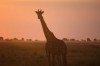 Safaris Tanzania bookings, discover wonderful wildlife and beautiful wilderness Serengeti in Arusha, Tanzania Safaris Tanzania bookings, discover wonderful wildlife and beautiful wilderness Serengeti in Arusha, Tanzania