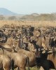 10 Days 9 Night Great Migration Safari in Arusha, Tanzania