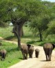 Booking a day trip safari Tarangire in Arusha, Tanzania
