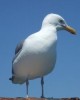 Seashore, Seal & Lighthouse Tour in Cape Cod, United States